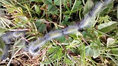 Thaumetopoea herculeana