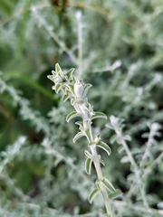 Plecostachys serpyllifolia