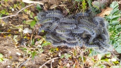 Thaumetopoea herculeana