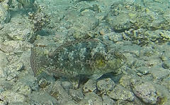 Calotomus viridescens