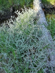 Plecostachys serpyllifolia