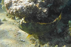 Calotomus viridescens