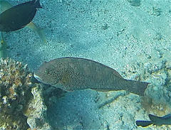 Calotomus viridescens