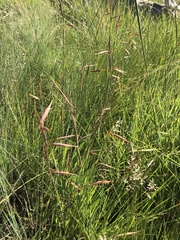 Monocymbium ceresiiforme