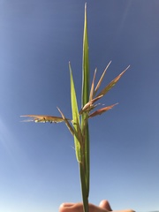 Monocymbium ceresiiforme