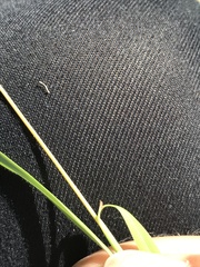 Monocymbium ceresiiforme