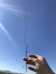 Monocymbium ceresiiforme