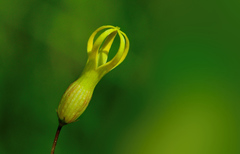 Riocreuxia polyantha