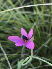 Gastrida abdominalis