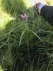 Gastrida abdominalis