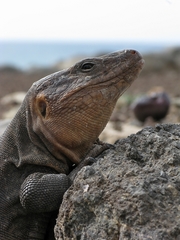 Gran Canaria Giant Lizard photo 5