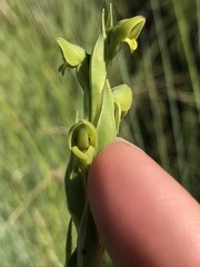 Habenaria laevigata