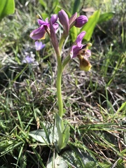 Ophrys tenthredinifera