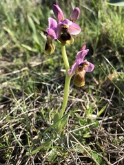 Ophrys tenthredinifera
