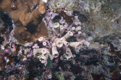 Cladopsammia gracilis