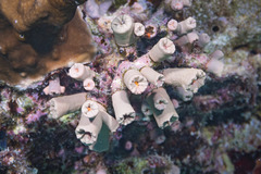 Cladopsammia gracilis