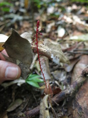 Sciaphila arfakiana