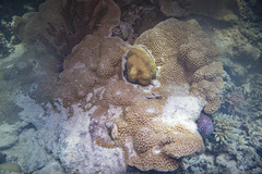Montipora danae