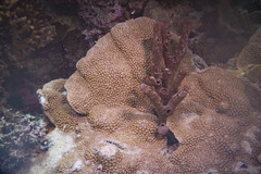 Montipora danae