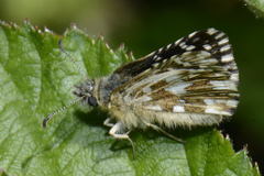 Pyrgus malvae