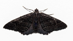 Xanthorhoe anthracinata