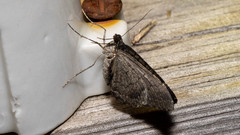 Xanthorhoe anthracinata