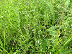 Euphrasia hirtella