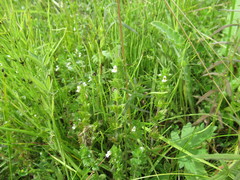 Euphrasia hirtella
