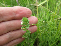 Euphrasia hirtella