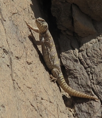 Uromastyx ornata