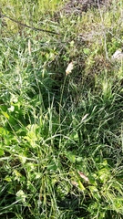 Phalaris coerulescens