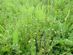 Euphrasia hirtella
