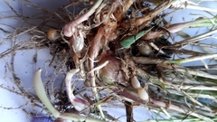 Phalaris coerulescens