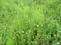 Euphrasia hirtella