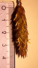 Phalaris coerulescens
