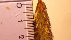 Phalaris coerulescens