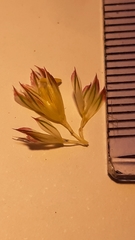 Phalaris coerulescens