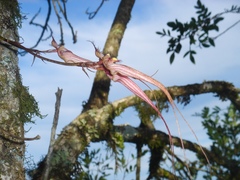 Cirrhopetaloides