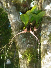 Cirrhopetaloides