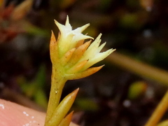 Thesium acuminatum