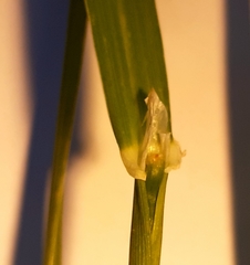Phalaris coerulescens