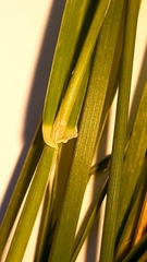 Phalaris coerulescens