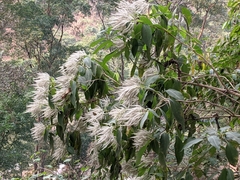 Colebrookea oppositifolia