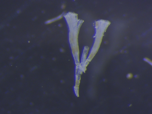 Genus Filicrisia · iNaturalist