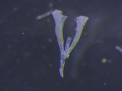 Filicrisia geniculata