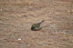 Parus major