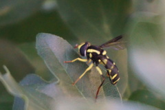 Xanthogramma pedissequum
