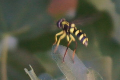 Xanthogramma pedissequum