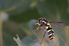 Xanthogramma pedissequum