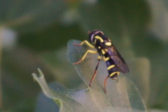 Xanthogramma pedissequum